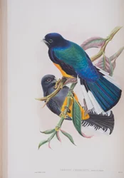 Weißschwanztrogon, Tafel aus „The Birds of Great Britain“ von John Gould, veröffentlicht 1862-73